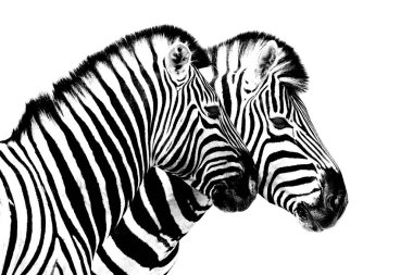 Beyaz arka plandaki zebralar, profilde iki zebra başı portresi, siyah ve beyaz sanat fotoğrafçılığı, çizgili hayvan deseni tasarımı, Afrika vahşi yaşamı tek renkli duvar kağıdı.