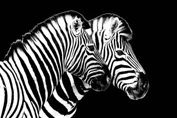 Zebre Sfondo Nero Isolato Primo Piano Vista Laterale Due Zebre — Foto Stock