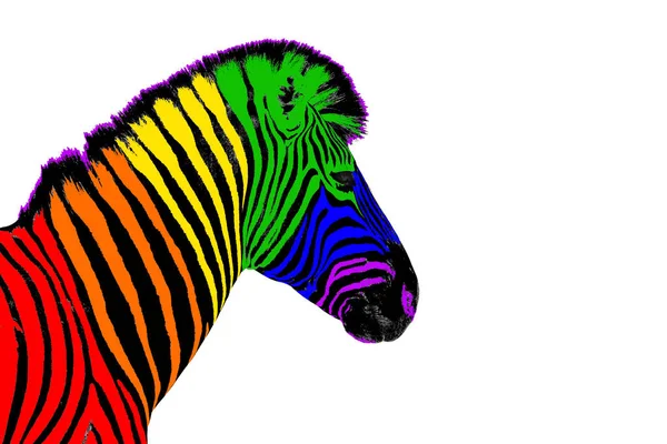 Zebra Head Lgbtq Community Rainbow Flag Color Striped Pattern White — Stock Photo, Image