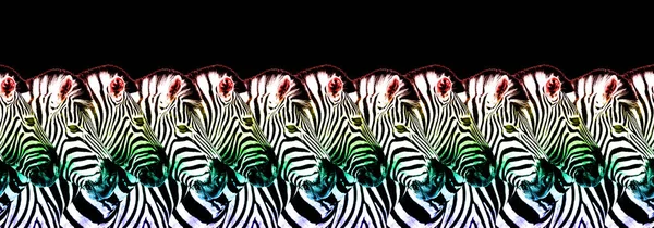 Zebras Kopf Lgbtq Gemeinschaft Regenbogenfahne Farben Nahtlose Muster Schwarzer Hintergrund — Stockfoto