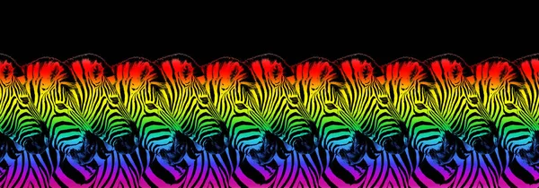 Zebras Kopf Lgbtq Gemeinschaft Regenbogenfahne Farben Nahtlose Muster Schwarzer Hintergrund — Stockfoto