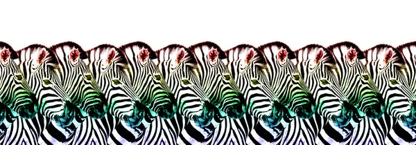 Zebras Kopf Lgbtq Gemeinschaft Regenbogenfahne Farben Nahtlose Muster Weißer Hintergrund — Stockfoto