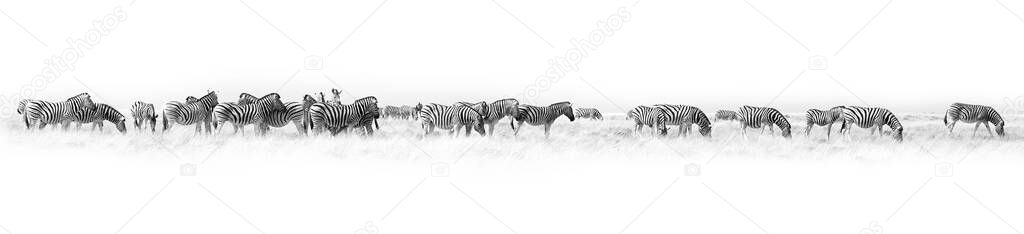 Zebras herd white background isolated, black and white art border, striped animal pattern, african wild nature landscape, monochrome wallpaper, decorative ornament, frame, banner design, trendy print