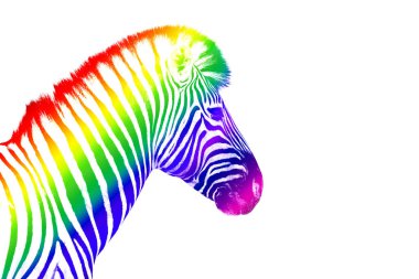 Zebra başı LGBTQ topluluk gökkuşağı renk çizgili beyaz arka plan izole edilmiş yakın plan, LGBT gurur sembolü, lezbiyen, eşcinsel vs. aşk işareti, logo, tebrik kartı, duvar kağıdı, pankart kopyalama alanı