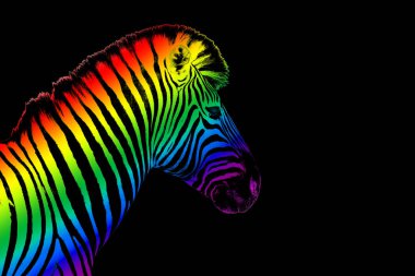 Zebra başı LGBTQ topluluk gökkuşağı renk çizgili siyah arkaplan izole edilmiş yakın plan, LGBT gurur sembolü, lezbiyen, gey vb. Aşk işareti, logo, tebrik kartı, duvar kağıdı, pankart kopyalama alanı