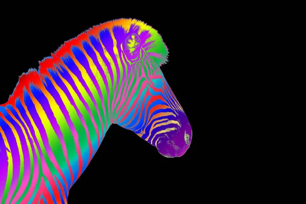 Zebra Head Lgbtqコミュニティレインボーフラッグカラーストライプパターン黒背景隔離されたクローズアップ Lgbtプライドシンボル レズビアン ゲイなどラブサイン グリーティングカード バナーデザインコピースペース — ストック写真