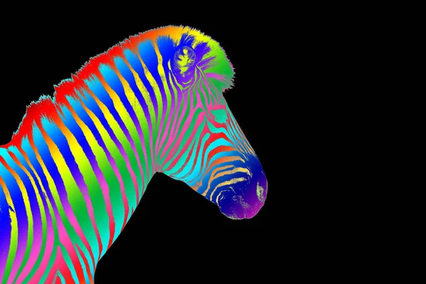 Ein Zebrakopf Mit Regenbogenfarbe Gestreifte Musterhaut Auf Schwarzem Hintergrund Isolierte — Stockfoto