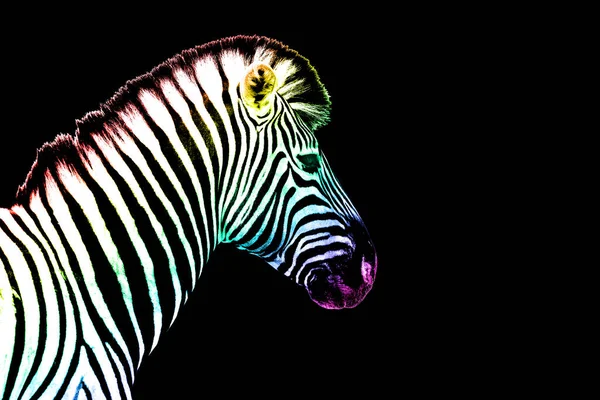Uma Cabeça Zebra Com Cor Arco Íris Listrado Padrão Pele — Fotografia de Stock