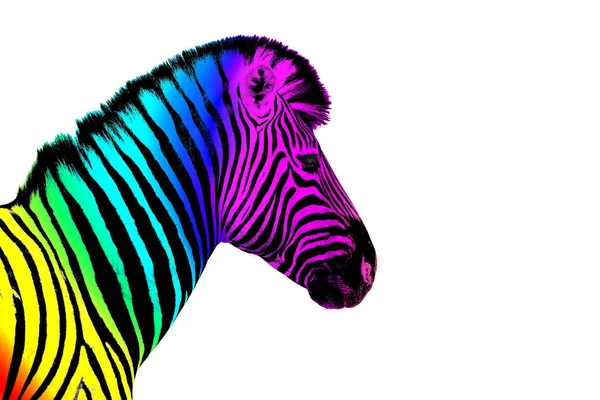 Uma Cabeça Zebra Com Cor Arco Íris Listrado Padrão Pele — Fotografia de Stock