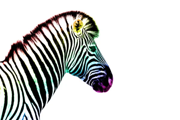 Uma Cabeça Zebra Com Cor Arco Íris Listrado Padrão Pele — Fotografia de Stock