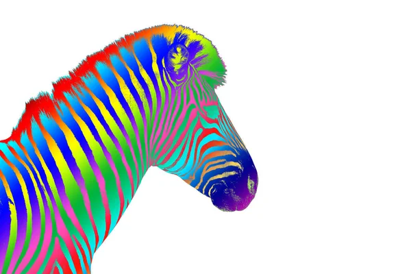 Ein Zebrakopf Mit Regenbogenfarbe Gestreifte Musterhaut Auf Weißem Hintergrund Isolierte — Stockfoto