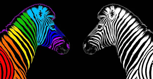 Vanligtvis Regnbåge Färg Zebra Svart Bakgrund Isolerad Individualitet Koncept Sticker — Stockfoto