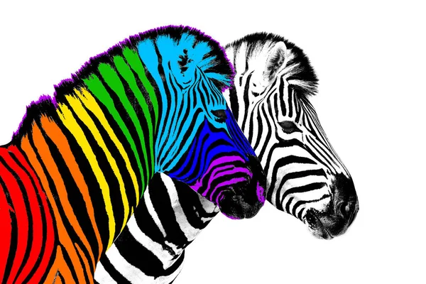 Gewöhnliche Regenbogenfarbe Zebra Weißer Hintergrund Isoliert Individualität Konzept Heben Sich — Stockfoto