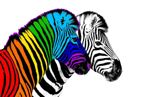 Genel gökkuşağı renk arkaplanı zebra beyaz arka plan izole, bireysellik kavramı, kalabalıktan uzak durmak, eşsizlik sembolü, bağımsızlık, muhalefet, farklı düşünmek, yaratıcı fikir, çeşitlilik, olağanüstü, asi