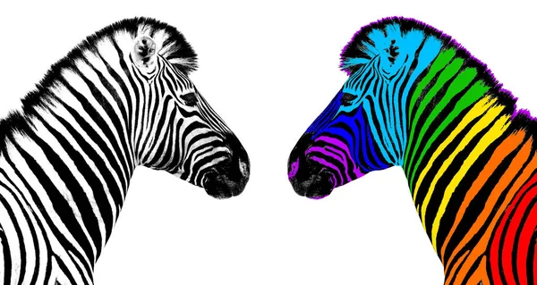 Vanligtvis Regnbåge Färg Zebra Vit Bakgrund Isolerad Individualitet Koncept Sticker — Stockfoto