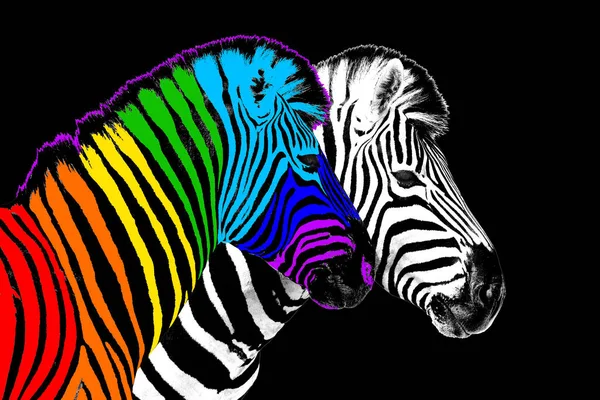 Olağan gökkuşağı renkli zebra siyah arkaplan izole, bireysellik kavramı, kalabalıktan uzak durmak, eşsizlik sembolü, bağımsızlık, muhalefet, farklı düşünmek, yaratıcı fikir, çeşitlilik, olağanüstü, asi