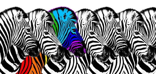 Genel gökkuşağı renk arkaplanı zebra beyaz arka plan izole, bireysellik kavramı, kalabalıktan uzak durmak, eşsizlik sembolü, bağımsızlık, muhalefet, farklı düşünmek, yaratıcı fikir, çeşitlilik, olağanüstü, asi