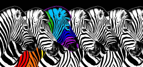 Gewöhnliche Regenbogenfarbe Zebra Schwarzen Hintergrund Isoliert Individualität Konzept Heben Sich — Stockfoto