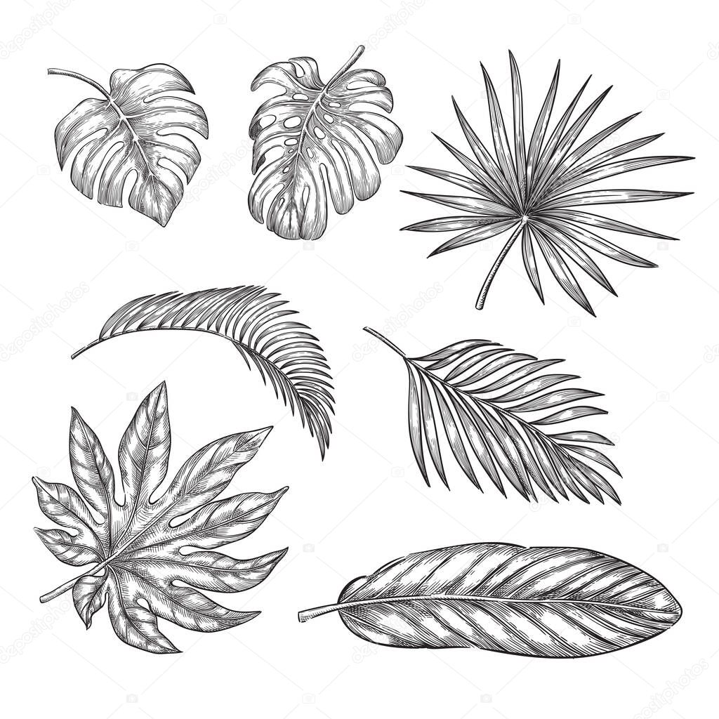 Tropical palm leaves set, vector sketch illustration. Hand drawn tropic nature and floral design elements.