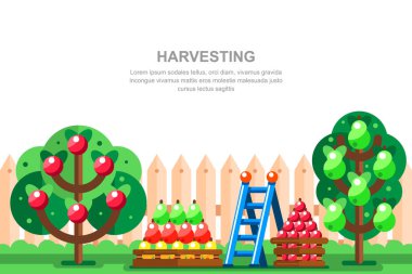 Kır evi bahçıvanlığı ve vektör illüstrasyonu. Elma ve armut ağaçları, tahta çitlerin yanındaki kutularda meyveler. Yaz manzarası.