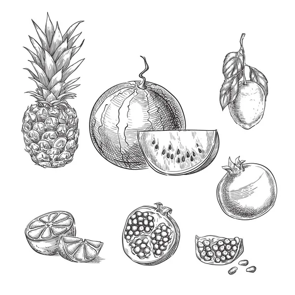 Tropiska Frukter Skiss Vektor Illustration Ananas Citron Vattenmelon Granatäpple Handritade — Stock vektor