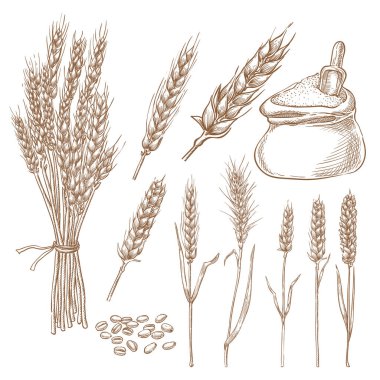 Wheat cereal spikelets, grain and flour bag vector sketch illustration. Hand drawn isolated bakery design elements. clipart