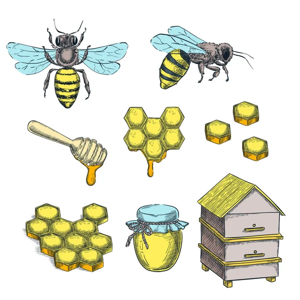 Honey Bee Color Sketch Vector Illustration Honeycombs Pot Hive Hand — Stock Vector