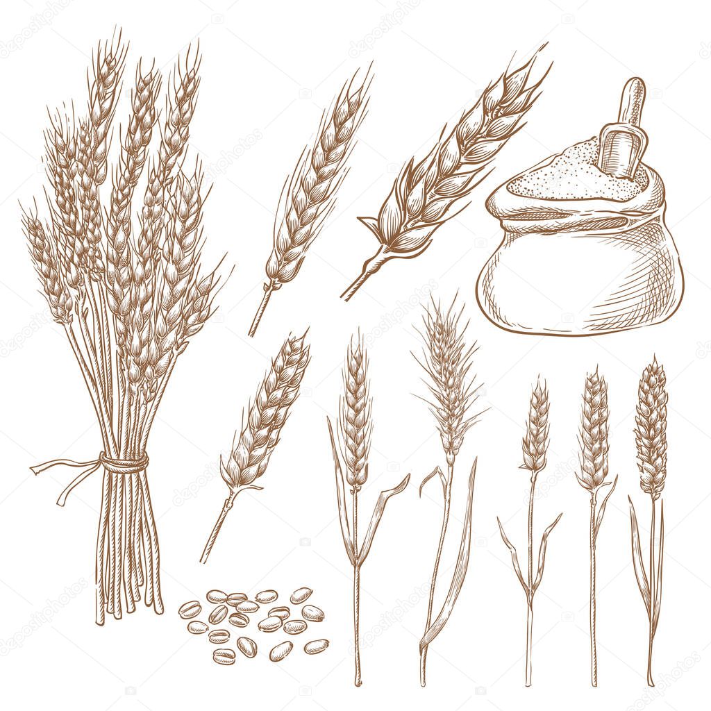 Wheat cereal spikelets, grain and flour bag vector sketch illustration. Hand drawn isolated bakery design elements.