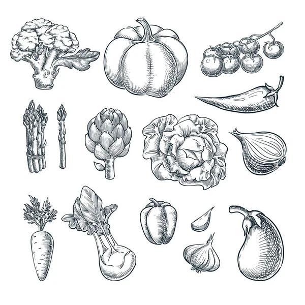 Ensemble Légumes Frais Ferme Illustration Croquis Vectoriels Éléments Conception Agriculture — Image vectorielle