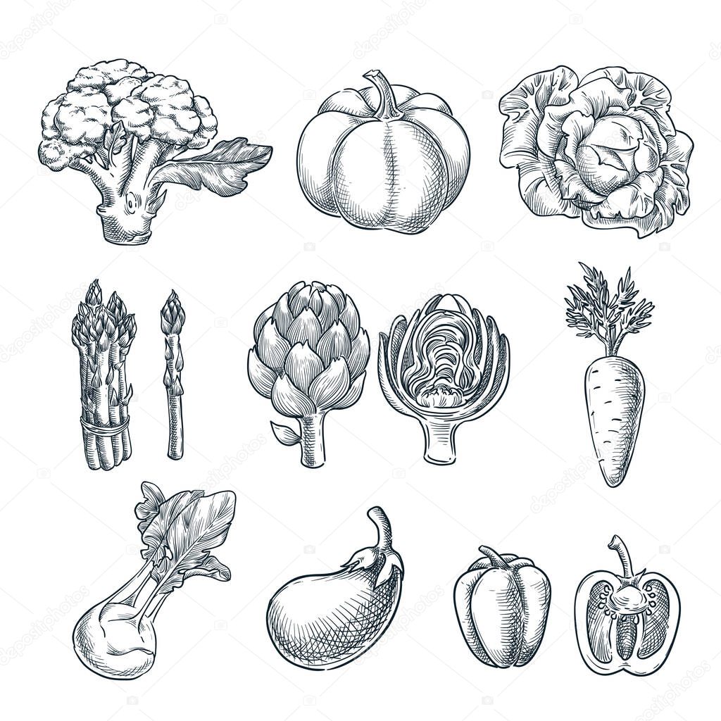 Farm fresh vegetables set. Vector sketch illustration. Hand drawn isolated broccoli, pumpkin, asparagus, artichoke, kohlrabi. Autumn farming and harvesting.