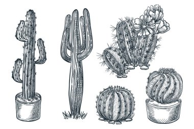 Kaktüsler ve sulu vektör çizimi çizimi. Çöl bitkileri, el çizimi tasarım elementleri.