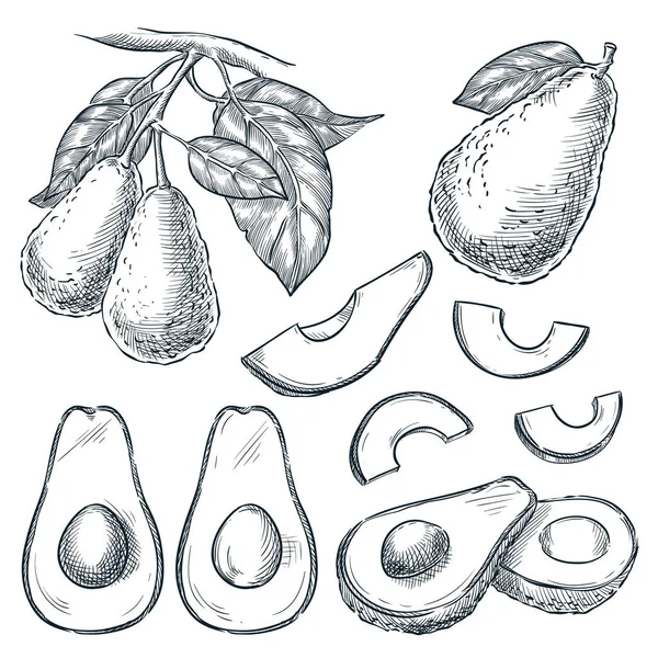 Aguacate Rodajas Ramas Frutas Ilustración Vectorial Bocetos Elementos Diseño Aislado — Archivo Imágenes Vectoriales