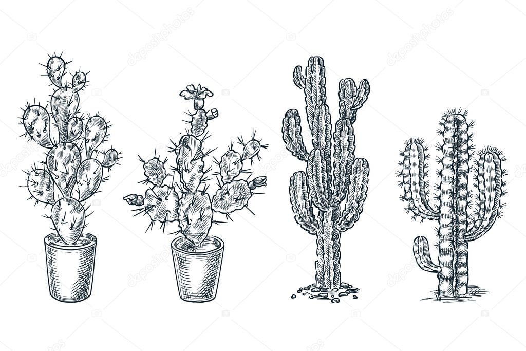 Cactuses and succulents vector sketch illustration. Desert nature plants, hand drawn print design elements set.