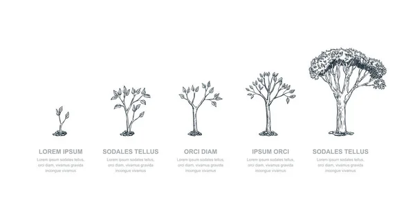 Cinco Etapas Del Árbol Crecimiento Ilustración Bocetos Vectoriales Concepto Negocio — Vector de stock