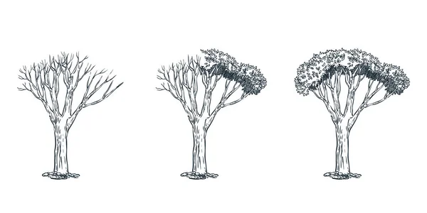 생명과 나무의 스케치 일러스트 쪽에는 나무가 쪽에는 나무가 — 스톡 벡터