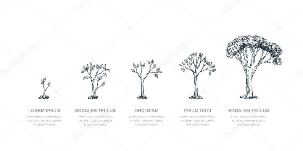 Five stages of growing tree, vector sketch illustration. Investment and finance growth business concept. Infographic design template.