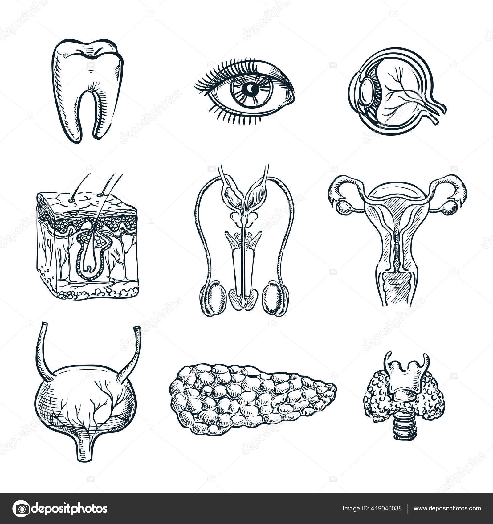 Update 155+ internal body parts drawing latest seven.edu.vn