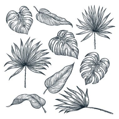 Tropik bitki yaprakları, beyaz arka planda izole edilmiş. Vektör çizimi çizimi. El çizimi tropik doğa ve çiçek tasarımı elementleri.