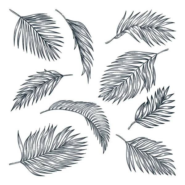 Tropik hindistan cevizi palmiyesi yaprakları beyaz arka planda izole edilmiş. Vektör çizimi çizimi. El çizimi tropik doğa ve çiçek tasarımı elementleri.