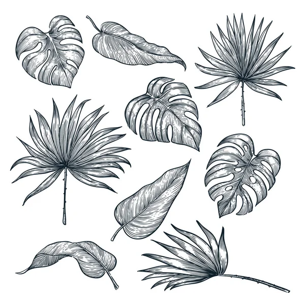 Тропический Набор Листьев Растений Изолированный Белом Фоне Векторный Эскиз Ручной — стоковый вектор