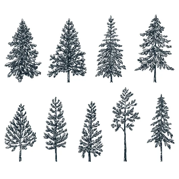 Pine Spruce Trees Vector Sketch Illustration Forest Nature Hand Drawn Stock Illustration