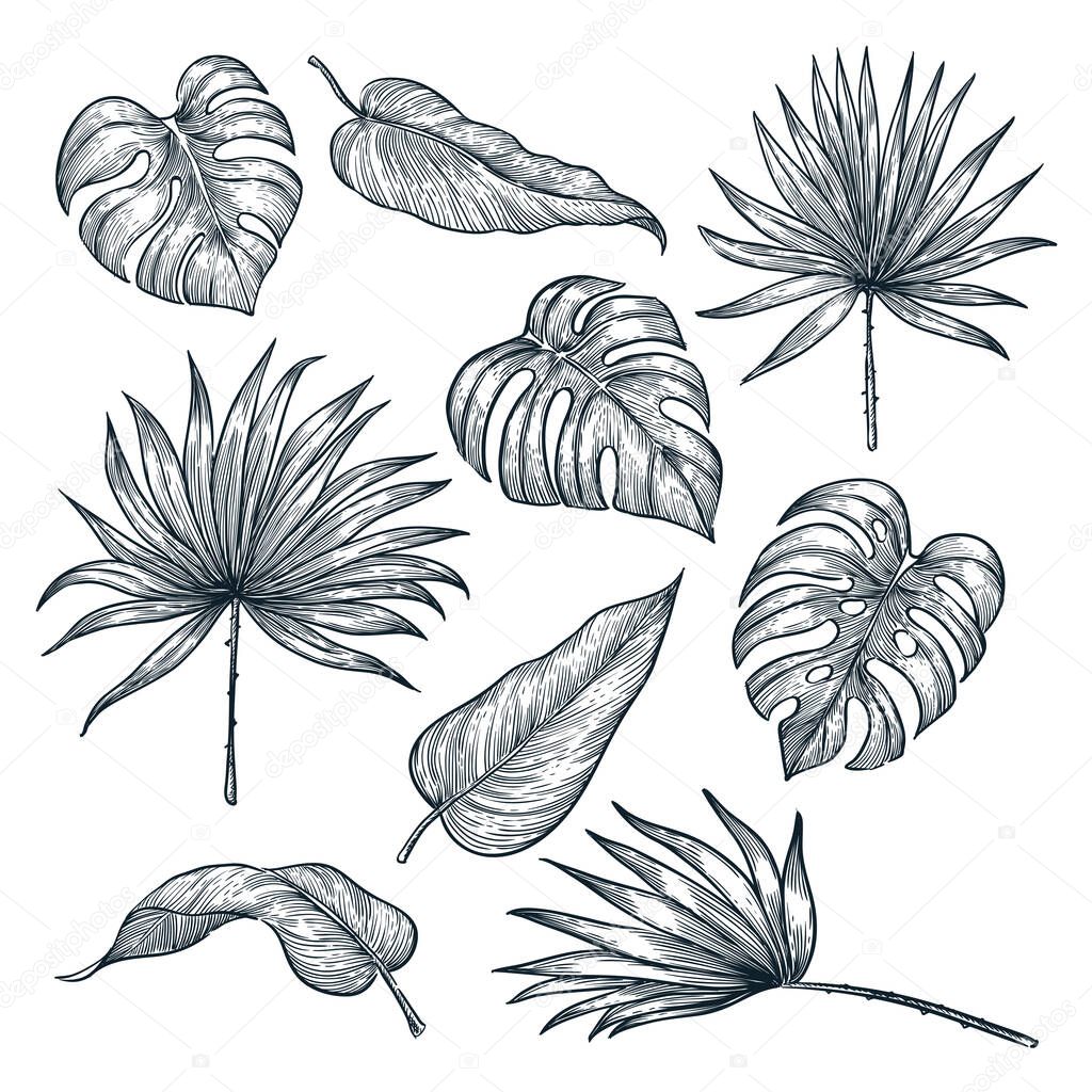 Tropical plants leaf set, isolated on white background. Vector sketch illustration. Hand drawn tropic nature and floral design elements.