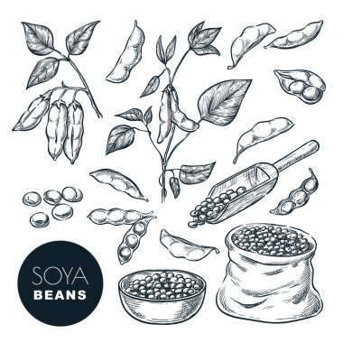 Soya fasulyesi çizimi vektör çizimi. Soya 'lılar, yeşil bitki üzerinde kapsül ve çuvaldaki tohumlar. El çizimi izole tasarım elemanları.