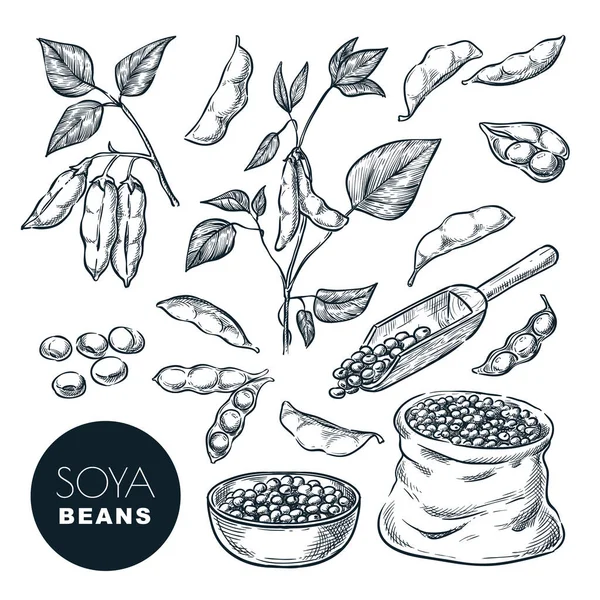 Soybean Sketch Vector Illustration Soya Beens Pod Green Plant Seeds — Stock Vector