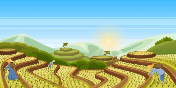 Terrasses Riz Illustration Vectorielle Paysage Dessin Animé Agriculture Récolte Asiatique — Image vectorielle