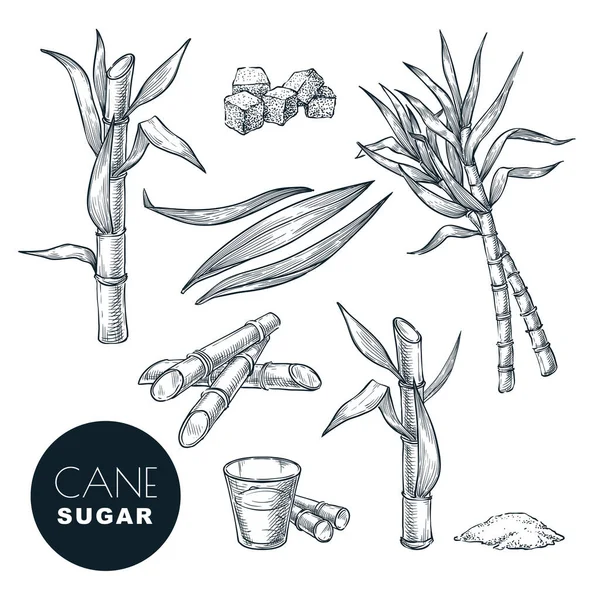 サトウキビの植物や葉のスケッチベクトルイラスト 天然の有機甘味料 手描きの独立したデザイン要素 — ストックベクタ