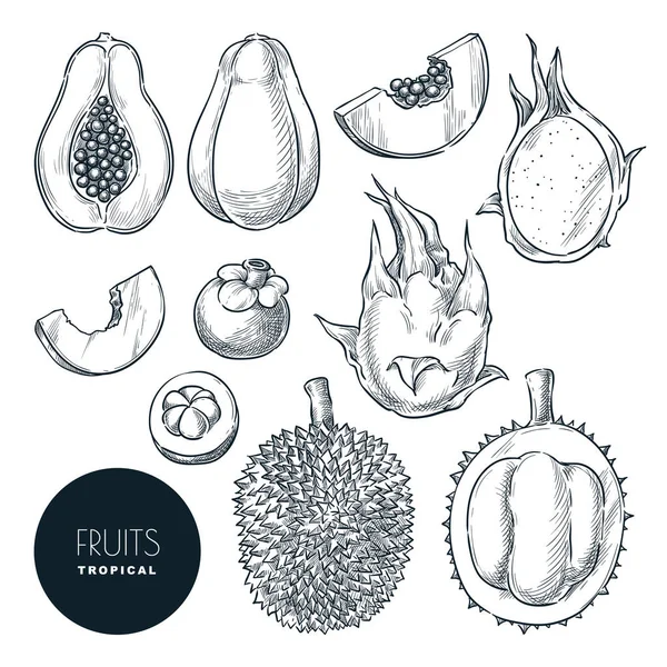 Fruits Exotiques Tropicaux Isolés Sur Fond Blanc Illustration Croquis Vectoriels — Image vectorielle