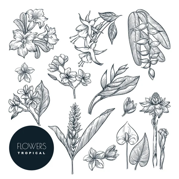 Tropische Exotische Bloemen Set Geïsoleerd Witte Achtergrond Vector Schets Illustratie — Stockvector