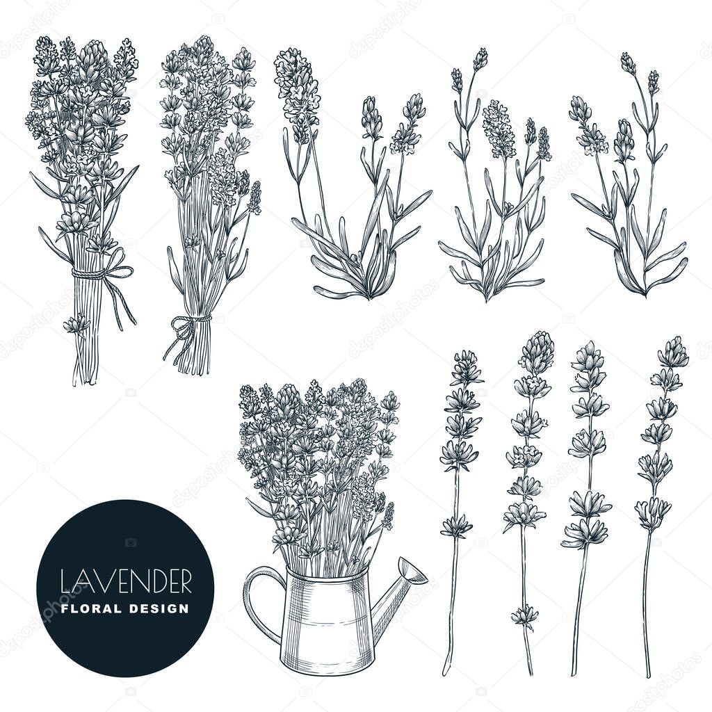 Lavender flowers set, vector sketch illustration. Hand drawn bouquets and floral design elements. Lavender isolated on white background.