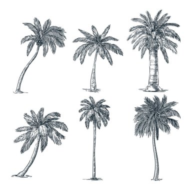 Beyaz arka planda izole edilmiş tropik hindistan cevizi palmiyeleri. Vektör çizimi çizimi. El çizimi tropikal bitkiler ve yaz çiçekli tasarım elementleri.